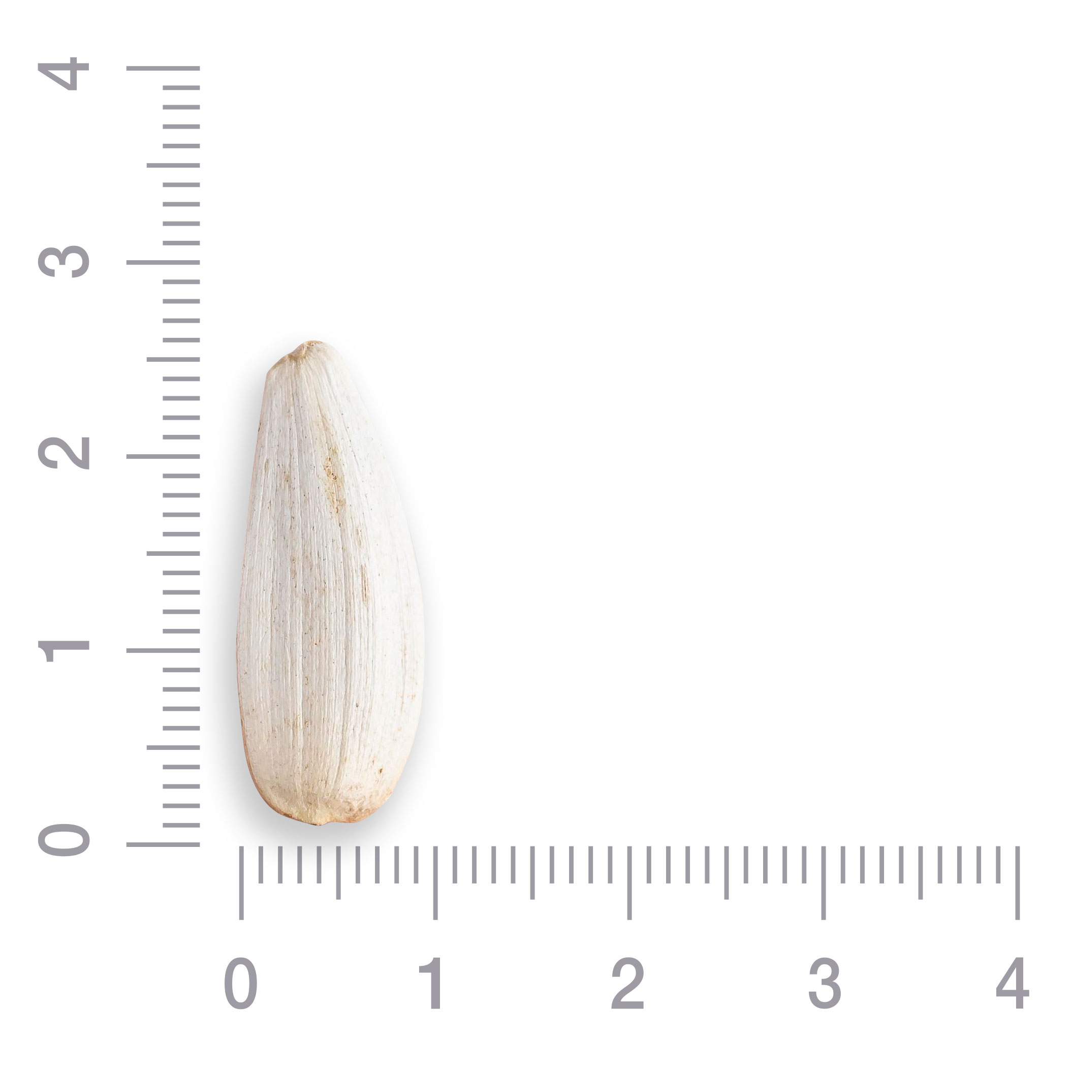 Семена подсолнечника белые в скорлупе калибр № 7,5