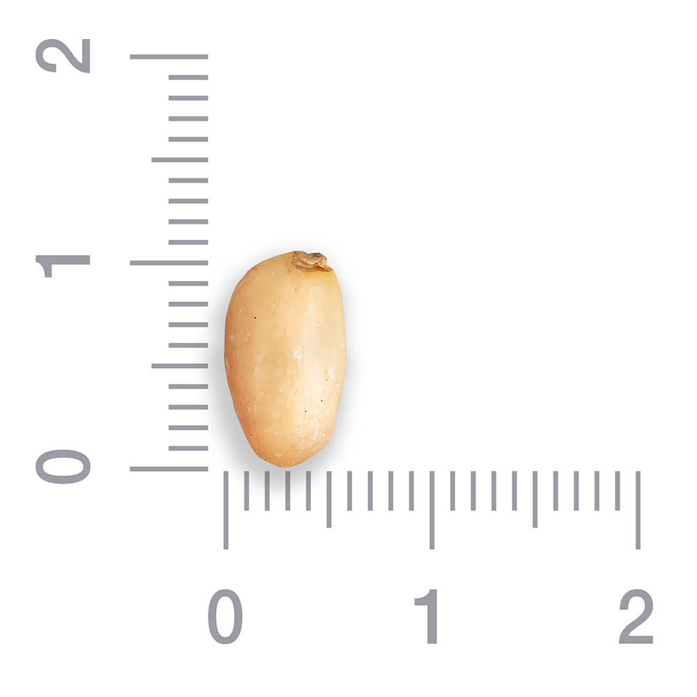 Кедровый орех 900/950