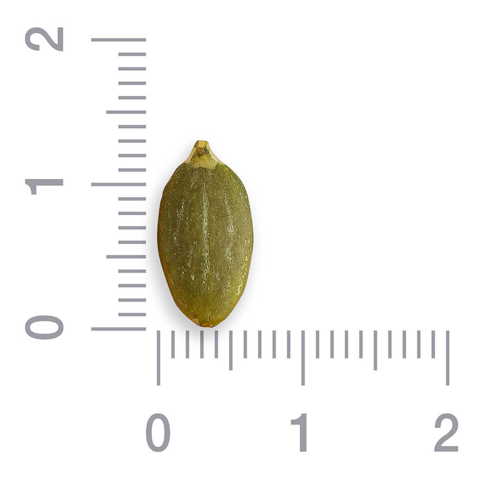 Семена тыквы очищенные, Shine skin, АА