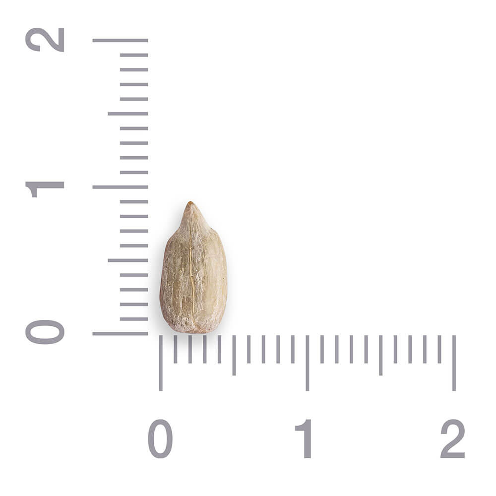 Семена подсолнечника очищенные жареные