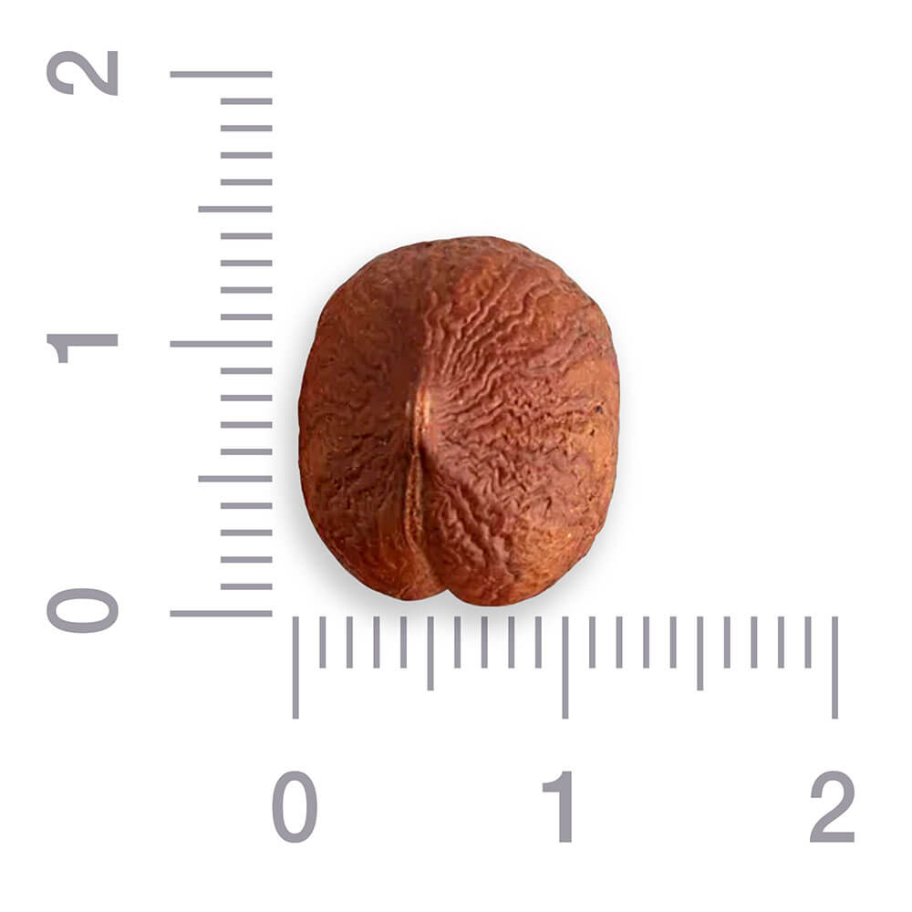 Фундук 11-13 мм, сорт Атабаба